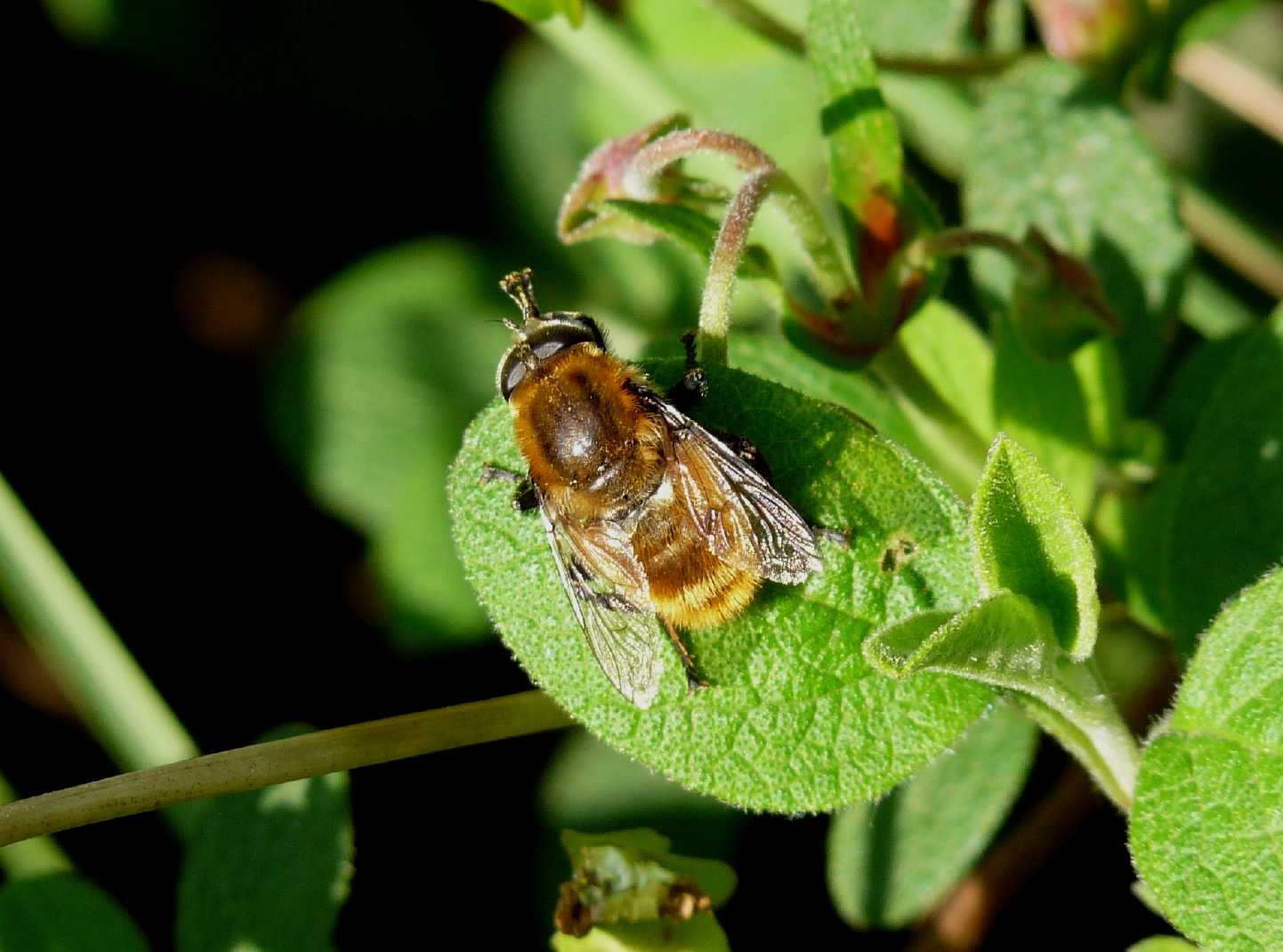 Syrphidae da determinare